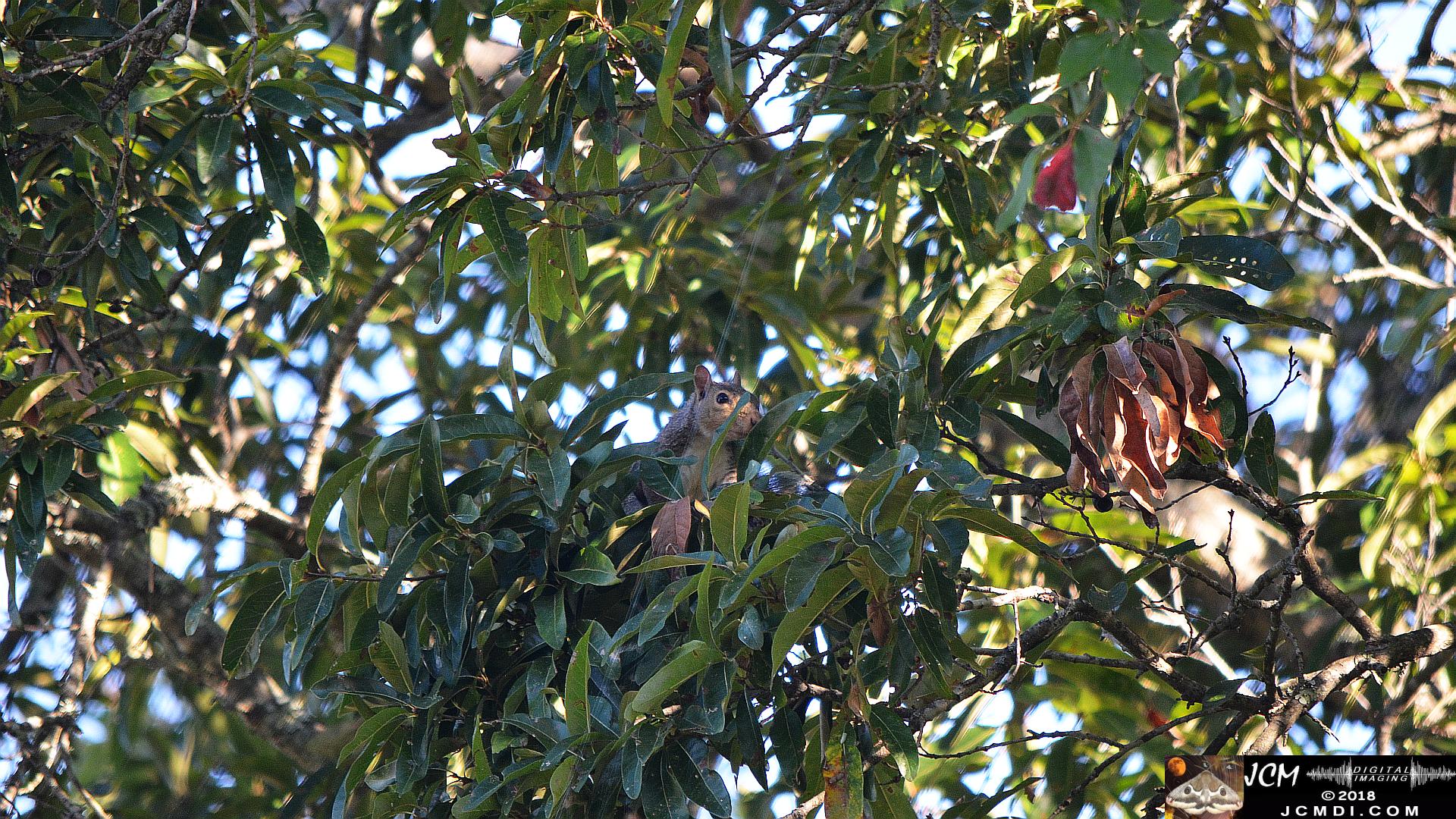 Squirrel in tree (Nikon D5100)